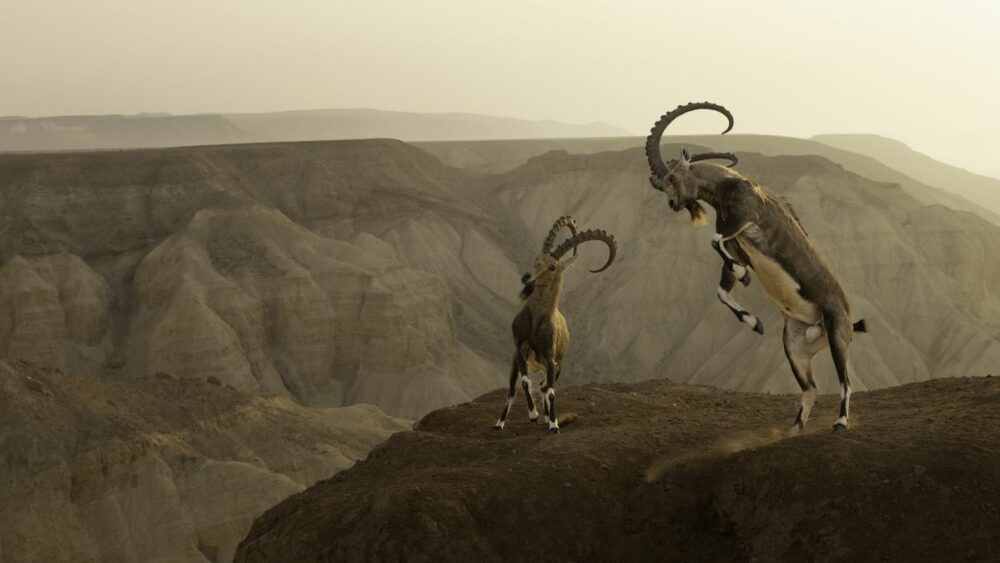 Winner: animals in their environment. Amit Eshel witnesses a dramatic cliffside clash between two Nubian ibex in the Zin Desert, Israel. The battle lasted for about 15 minutes before one male surrendered, and the pair parted without serious injury. Image: Amit Eshel/Wildlife Photographer of the Year