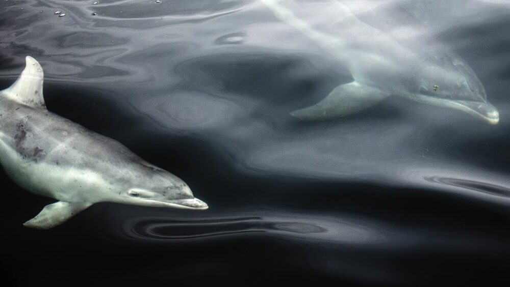 Winner: 11-14 years. Ekaterina Bee shares her intimate encounter with some common bottlenose dolphins. Bee’s trip to the west coast of Scotland was filled with wildlife encounters, but bottlenose dolphins were an unexpected surprise. Image: Ekaterina Bee/Wildlife Photographer of the Year