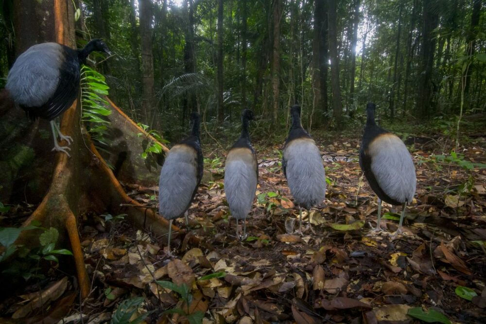 Winner: behaviour, birds. Hadrien Lalagüe is rewarded for his patience with a perfect alignment of grey-winged trumpeters watching a boa slither past in French Guiana. Trumpeters – named for their loud calls – spend most of their time foraging on the forest floor. The boa constrictor could have made a meal of them. Image: Hadrien Lalagüe/Wildlife Photographer of the Year