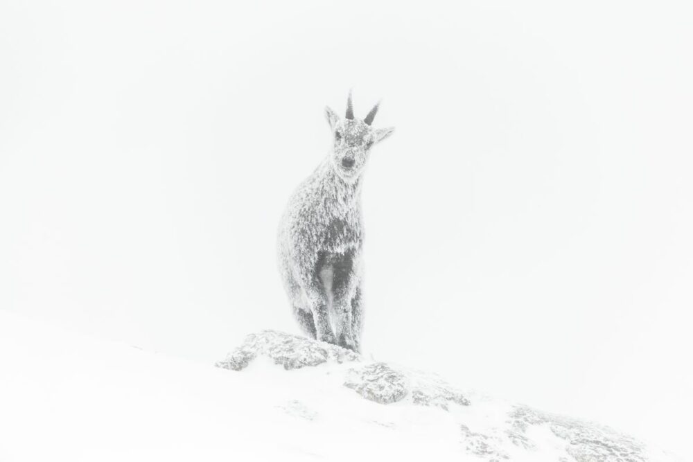 Winner: rising star. Luca Melcarne spent a bitterly cold night in a temporary shelter in the French Alps, having skied for six hours across Vercors Regional Natural Park. Melcarne thawed his camera with his breath, took the ibex’s portrait, and was rewarded with this spectacular shot. Image: Luca Melcarne/Wildlife Photographer of the Year
