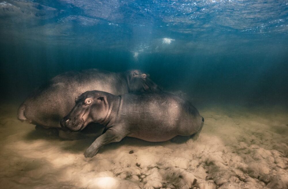 Winner: underwater. Mike Korostelev reveals a hippopotamus and her two offspring resting in a shallow lake in iSimangaliso Wetland Park, South Africa. Hippos produce one calf every two to three years. Their slow-growing population makes them vulnerable to habitat loss, drought, and illegal hunting for meat and ivory from their teeth. Image: Mike Korostelev/Wildlife Photographer of the Year