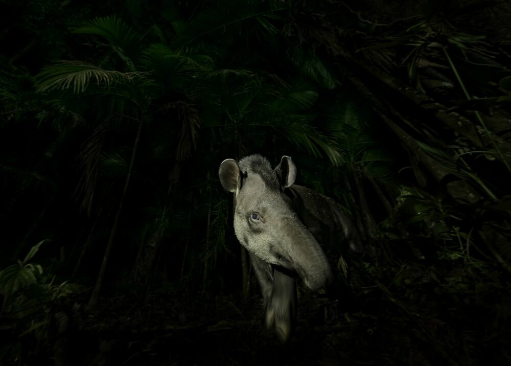 Winner: animal portraits. Vishnu Gopal records the moment a lowland tapir steps cautiously out of the swampy Brazilian rainforest. Tapirs rely on the forest for their diet of fruit and other vegetation and in turn the tapirs act as seed dispersers. This important relationship is threatened by habitat loss, illegal hunting and traffic collisions. Image: Vishnu Gopal/Wildlife Photographer of the Year