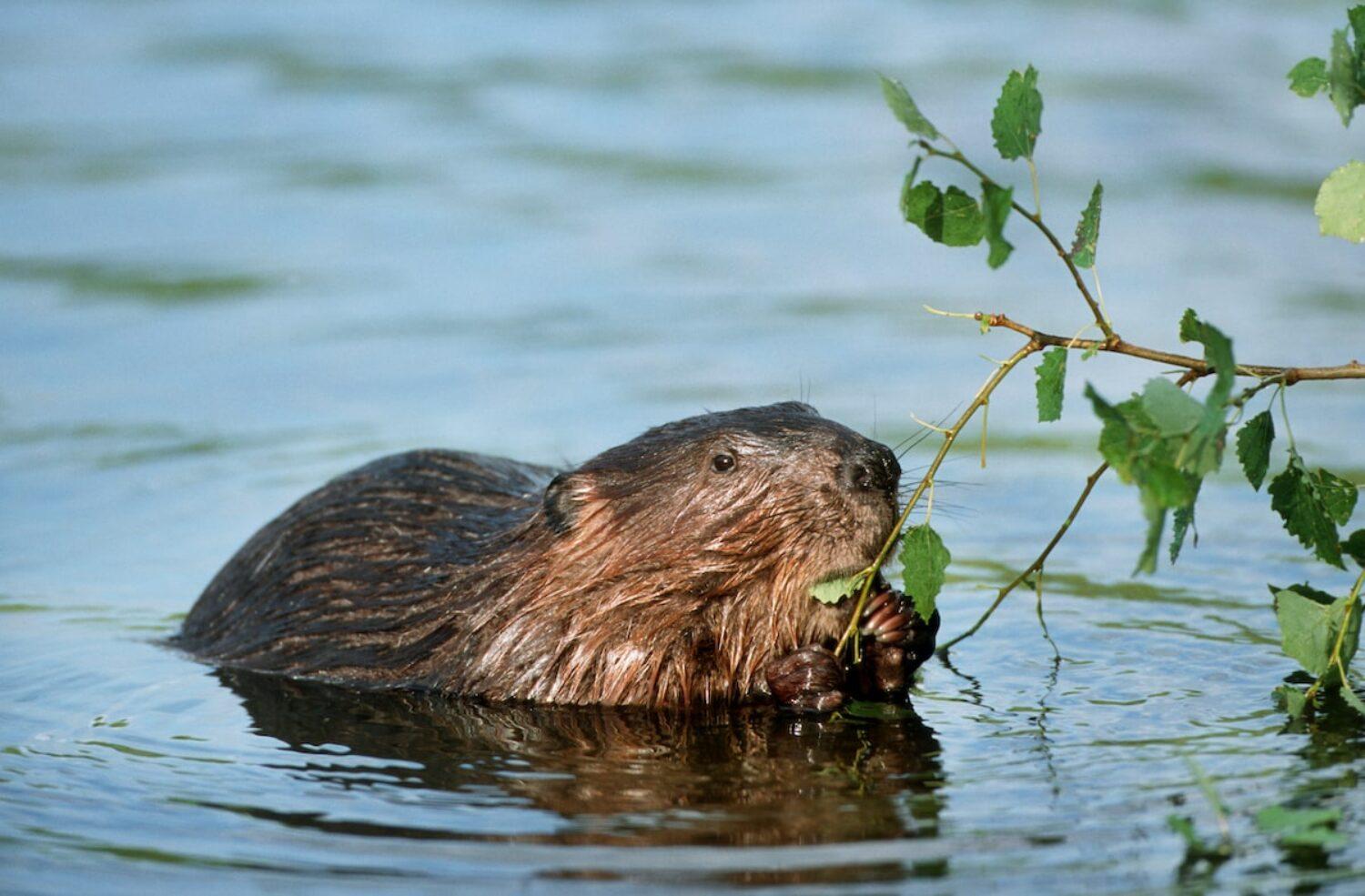Beaver are among the species that came back to Britain