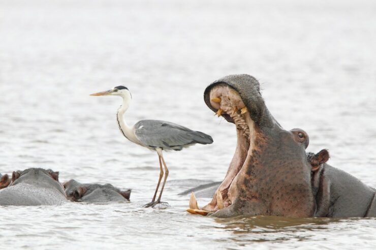 Image for Winning shots from the Comedy Wildlife Photography Awards